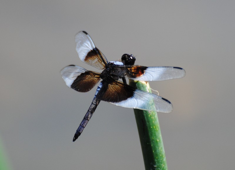 ID - libellula - USA